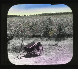 Photograph of a cart in an apple orchard