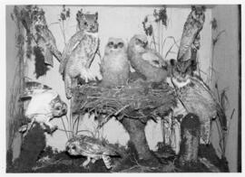 Photograph of a taxidermy display of owls at the McCulloch Museum in the Biology Department