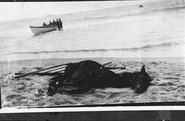 Photographic negative of a horse lying on the beach at Sable Island