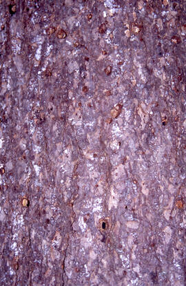 Photograph of a Tetropium fuscum (Brown spruce longhorn beetle) exit holes, Point Pleasant Park, ...