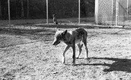 Photograph of wolves at a mobile Psychology laboratory