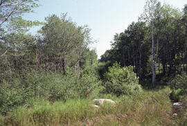 Photograph of forest biomass growth at Plot 2, a four-year-old narrow strip cut range, Riverside ...
