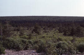 Photograph of an upland bog, Highlands Road, Cape Breton