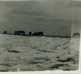 Photograph of wild horses in winter on Sable Island