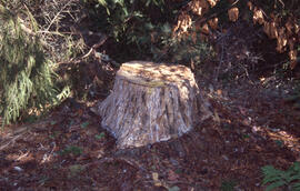 Photograph of a debarked stump in Point Pleasant Park, Halifax, Nova Scotia