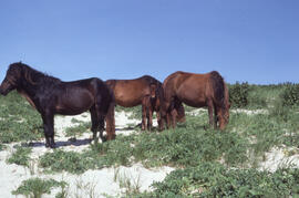 Photograph of three wild horses on Sable Island