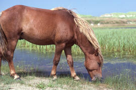 Photograph of a wild horse drinking from a freshwater pond on Sable Island