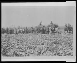 Prisoners of War at experimental farm at Nappan, Nova Scotia - harvesting corn
