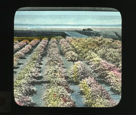 Photograph of apple orchard