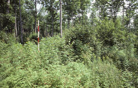 Photograph of researchers measuring forest biomass at an unidentified central Nova Scotian site