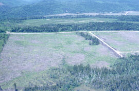 Aerial photograph of a regenerating Irving plantation near Fundy National Park, New Brunswick