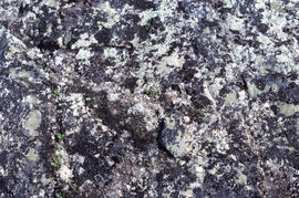 Photograph of crustose lichens near Postville, Newfoundland and Labrador
