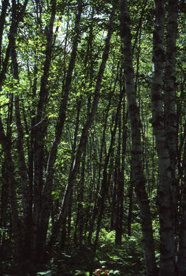 Photograph of forest biomass at Site 4, Plot 16, a fifty-year-old stand, at an unidentified centr...