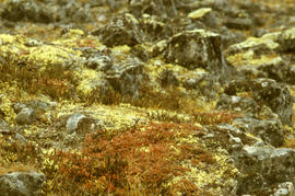 Photograph of vegetation on the tundra in Cape Dorset, Northwest Territories