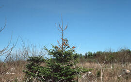 Photograph of balsam fir damage one year after glyphosate spraying, Riverside site, central Nova ...
