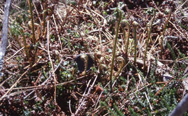 Photograph of fiddleheads growing along the Gaff Point trail, near Kingsburg, Nova Scotia