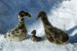 Photograph of three goose figurines made of fur from Sugluk, Quebec