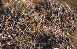 Photograph of wideleaf polargrass (Arctagrostis latifolia) growing in a slag heap at a tailings s...