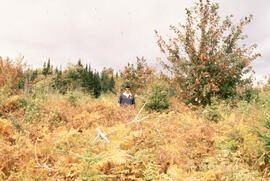 Photograph of Bill Freedman standing in a largely unsprayed patch, two years after glyphosate spr...