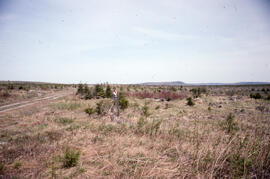 Photograph of a regenerating plantation in Fundy National Park, New Brunswick