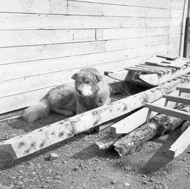Photograph of a dog sitting next to some wooden sleds in Northern Quebec