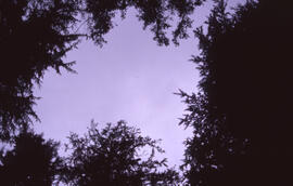 Photograph looking up through the Acadian forest canopy at a cloudy sky in the Tobeatic Wildernes...