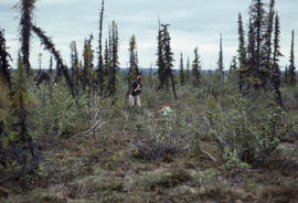 Photograph of an unidentified person hiding behind a spruce sapling at a burn site near Smoke Riv...