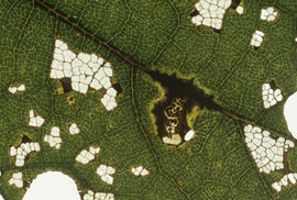 Photograph of tomato plant leaf damage from acidic particulates, near the Tufts Cove generating s...