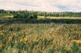 Photograph of a control area at the Little River Lake site, Kings County, Nova Scotia