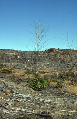 Photograph of northern red oak (Quercus rubra) on a hilltop 3 kilometres from the Copper Cliff si...