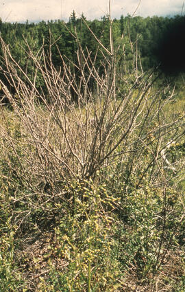 Photograph of a clump of red maple after first Glyphosate spray, Antrim site, Halifax County, Nov...