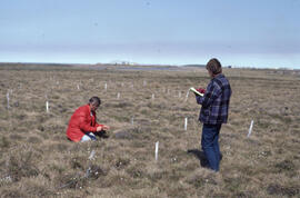 Photograph of Tom Hutchinson and another unidentified researcher taking samples at meadow site pl...