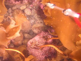 Photograph of ocean floor and kelp (Laminariales)