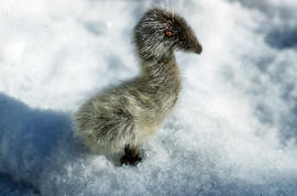 Photograph of a goose figurine made of fur from Sugluk, Quebec