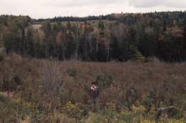 Photograph of Bill Freedman standing amid swamp thistle growth in Plot 4 in the second year after...