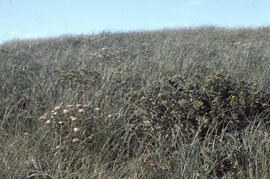 Photograph of rich mixed grassland on Sable Island