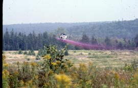 Photograph of a helicopter spraying Glyphosate at Brier Island, Nova Scotia