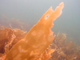 Photograph of kelp (Laminariales) underwater