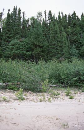 Photograph of riparian habitat along the banks of the Churchill River, Newfoundland and Labrador