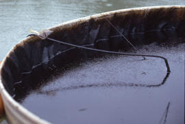 Photograph of a controlled oil spill inside a boom barrel