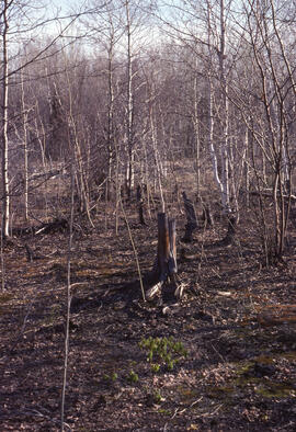 Photograph of vegetation regrowth at a 50-year-old roast bed site, near Sudbury, Ontario