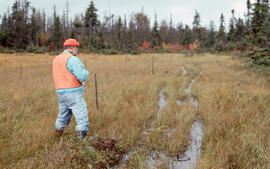 Photograph of a person examining ATV tracks in a fen near spruce budworm aftermath, Cape Breton H...