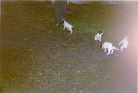 Photograph of four dogs