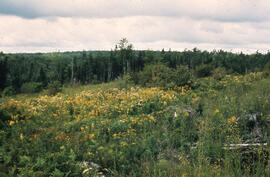 Photograph of a perceived missed spray patch at the Antrim site, Halifax County, Nova Scotia