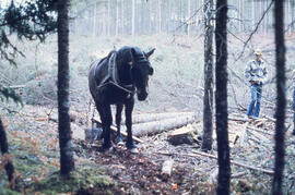 Photograph of a horse and an unidentified person clearing felled trees in the Irving Black Brook ...