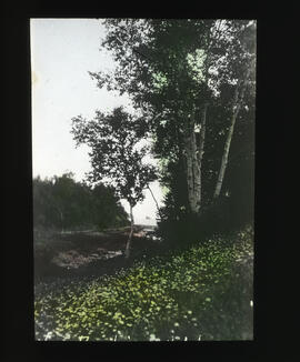 Photograph of birch trees