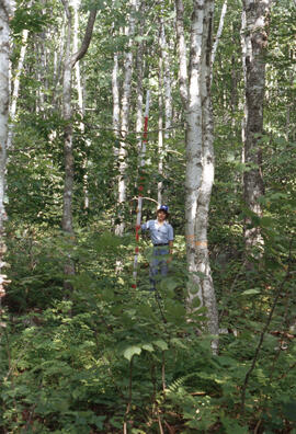 Photograph of an unidentified researcher conducting forest biomass measurements at Plot C, a seve...