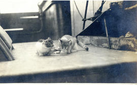 Photograph of two cats wrestling aboard the cable-ship Mackay-Bennett