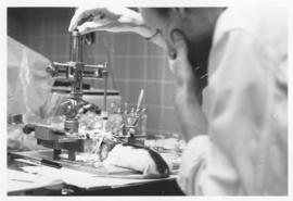 Photograph of a Psychologist studying brain functions using stereotaxic equipment to place electr...