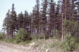 Photograph of a moribund stand of Picea glauca, Highlands Road, Cape Breton